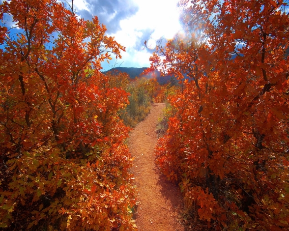 Upward Path through Fall Leaves